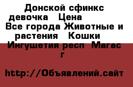 Донской сфинкс девочка › Цена ­ 15 000 - Все города Животные и растения » Кошки   . Ингушетия респ.,Магас г.